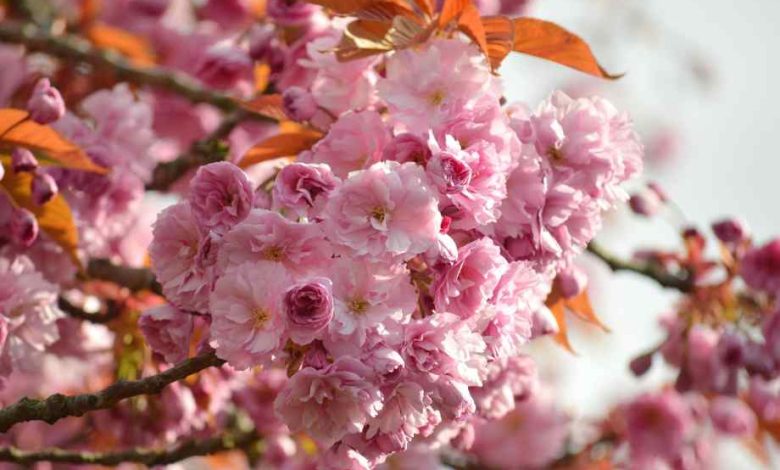 Quel arbre à grosses fleurs roses planter au printemps pour un jardin spectaculaire ?-Le Home Staging